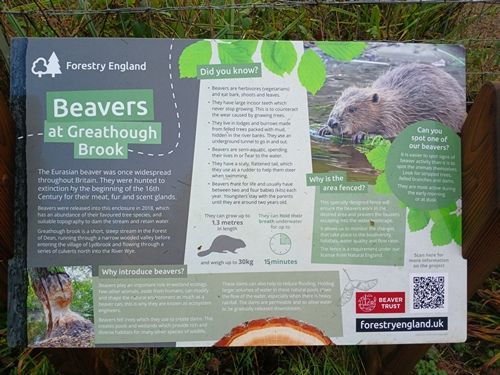 Beaver Enclosure at Greathough Brook